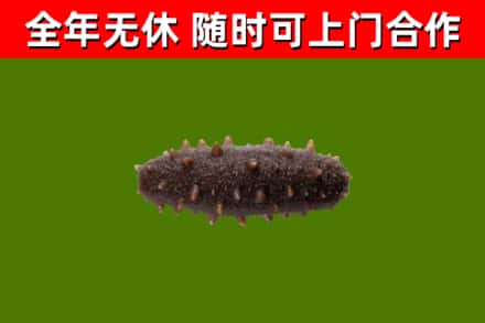 阳高县烟酒回收干海参.jpg